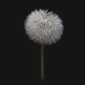 Dandelion, Taraxacum erythrospermum, seeds, low-key, moist, Swabian Jura, Baden-Württemberg, Germany, Europe Dandelion, Taraxacum erythrospermum, seeds, low-key, moist, Swabian Jura, Baden-Württemberg, Germany, Europe